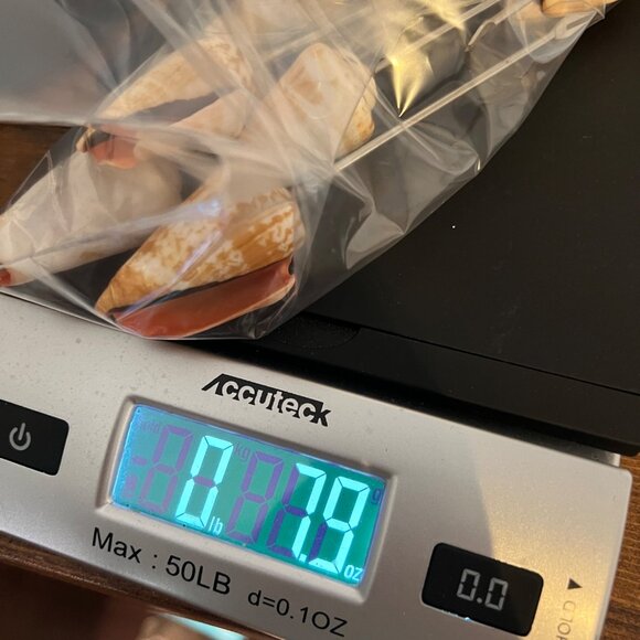 Set Of 12 Natural Seashell Cocktail Skewers MCM Silver Tone Metal Appetizer - Picture 12 of 12